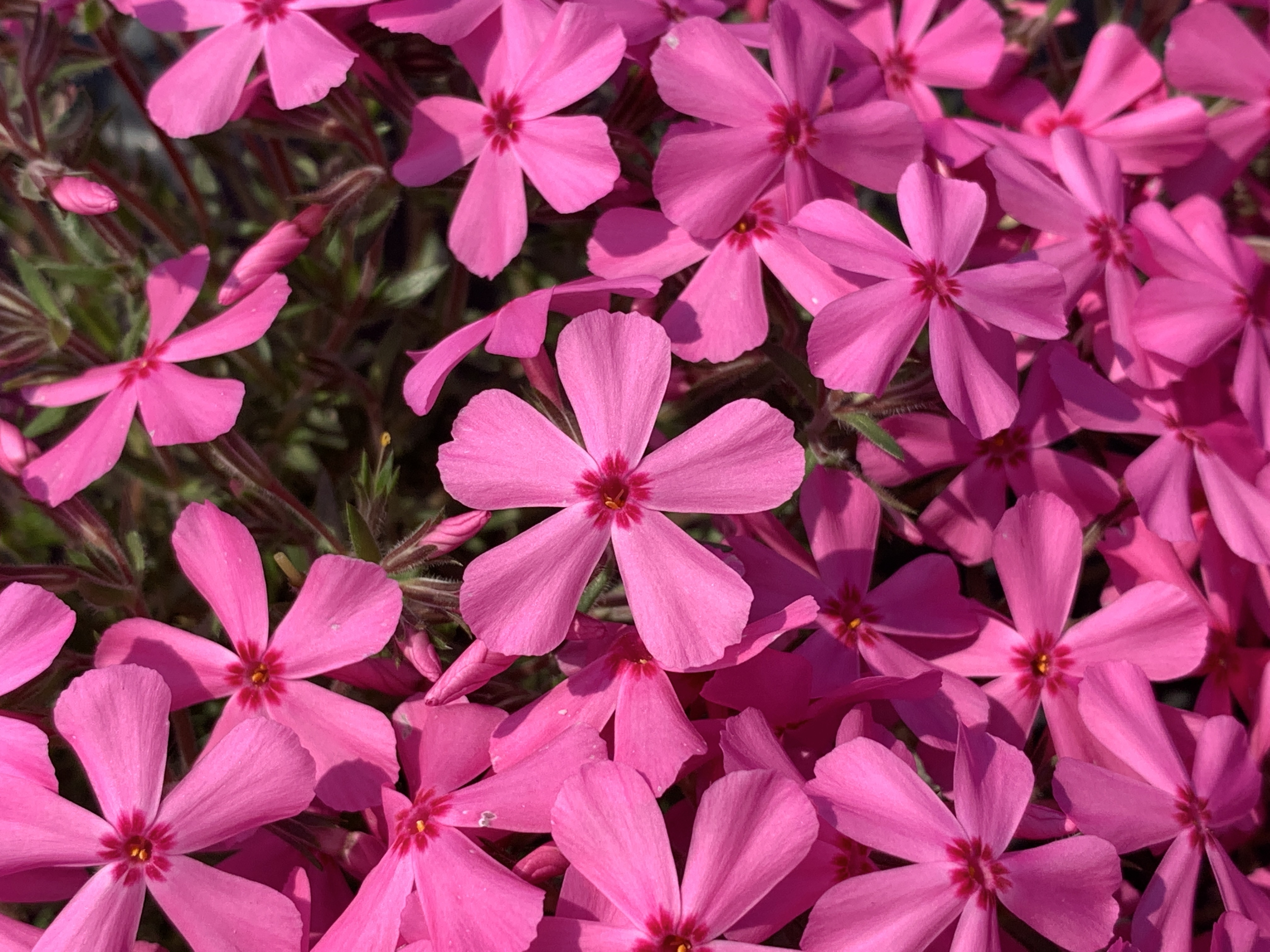 Phlox ‘Yeolgwang’